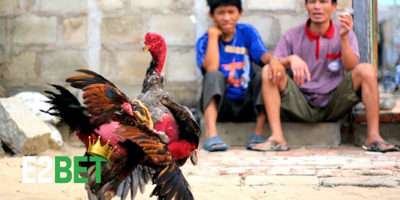 Thức Ăn Cho Gà Đá Thomo