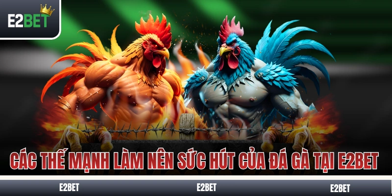 Những thế mạnh làm nên sức hút của đá gà tại E2BET